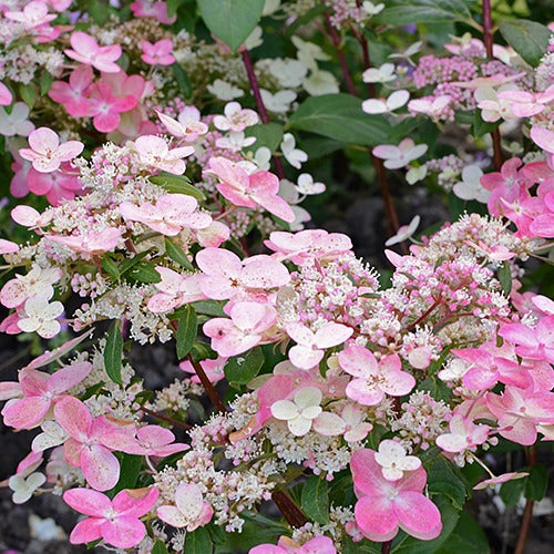 Hortensia paniculé Prim'Red® Couhaprim - Willemse