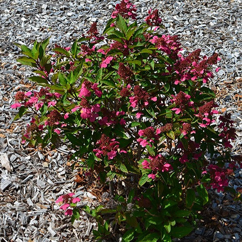 Hortensia paniculé Prim'Red® Couhaprim - Hydrangea paniculata prim'red ® 'couhaprim' - Willemse