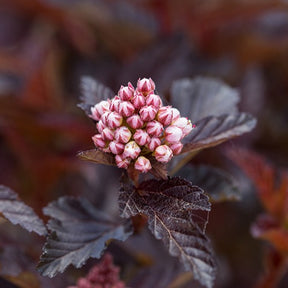 Physocarpe Fireside - Physocarpus opulifolius fireside - Plantes