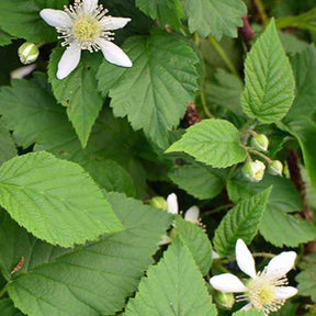 Mûre-framboise Bounty Berry - Rubus fruticosus tayberry bounty berry 'yantay' - Willemse