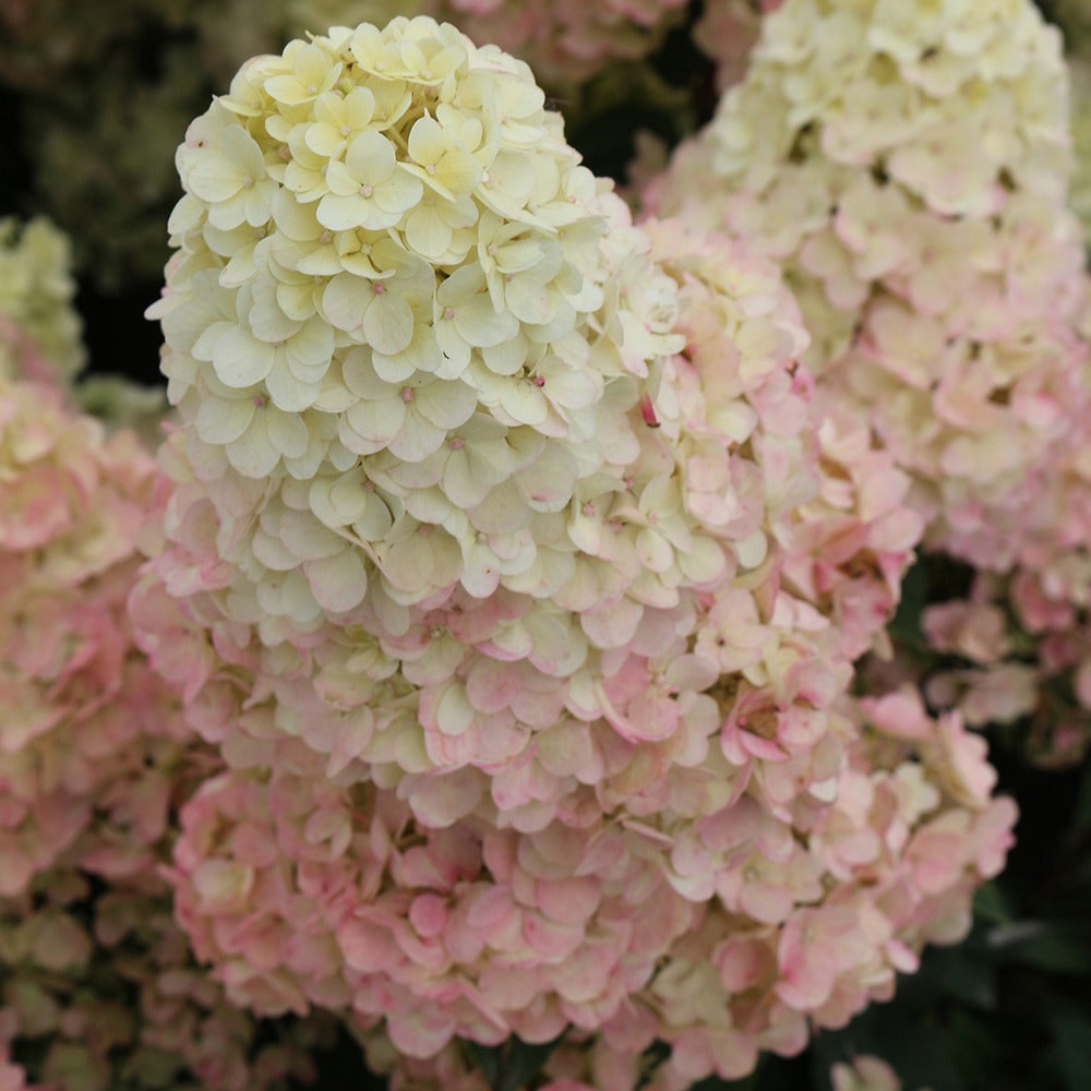 Hortensia paniculé SUNDAE FRAISE® Rensun - Willemse