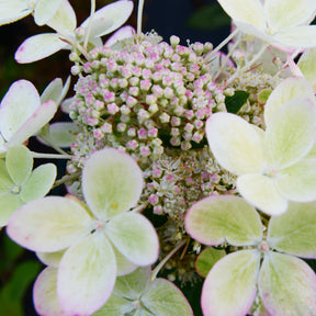 Hortensia paniculé PASTELGREEN® Renxolor - Hydrangea paniculata pastelgreen® 'renxolor' - Plantes