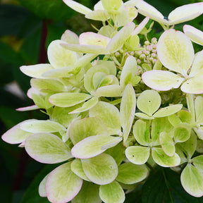 Hortensia paniculé PASTELGREEN® Renxolor - Hydrangea paniculata pastelgreen® 'renxolor'