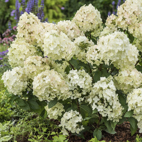 Hortensia paniculé PETITE® Star - Willemse