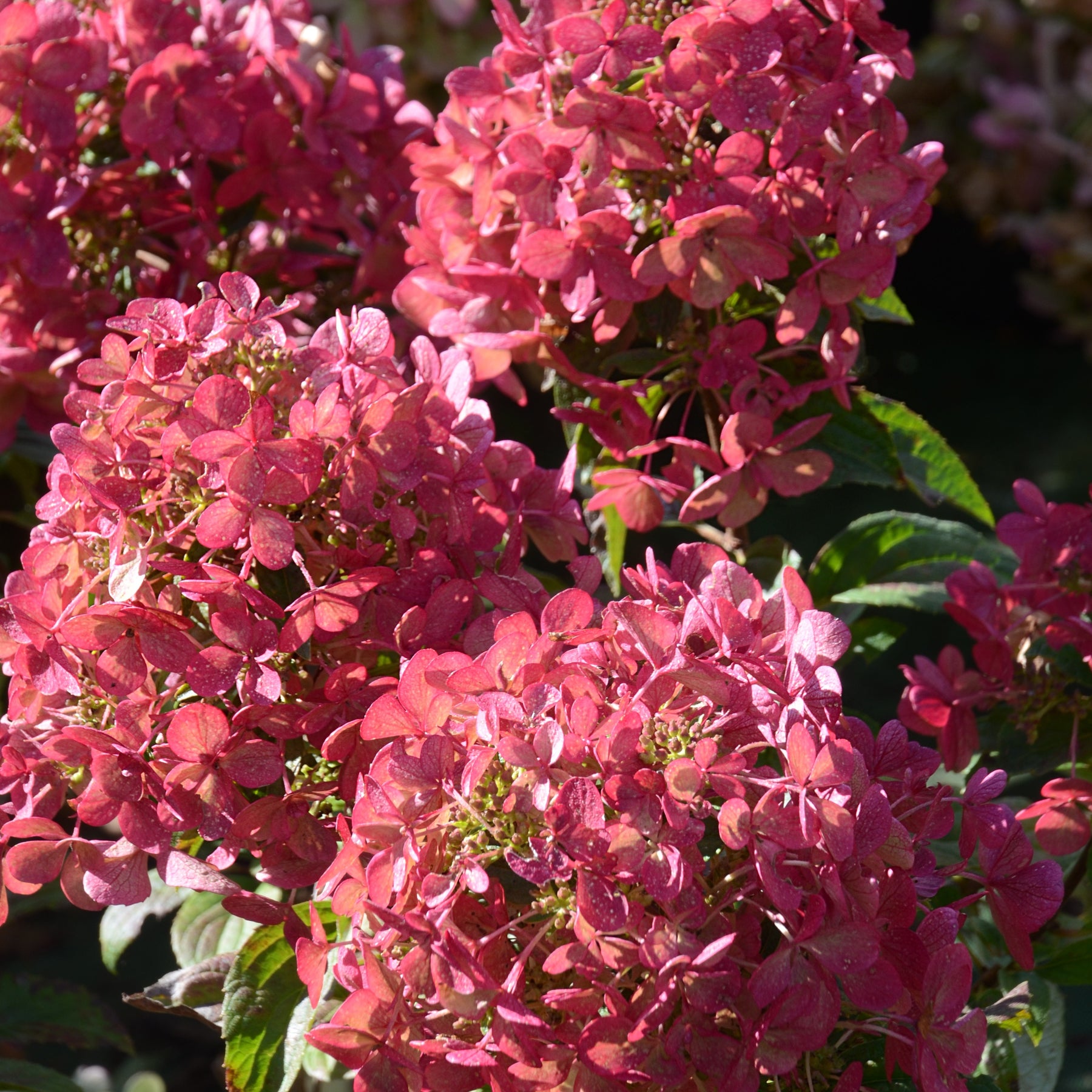 Hortensia paniculé - Hortensia paniculé PETITE® Star - Hydrangea paniculata petite® star 'coustar02'