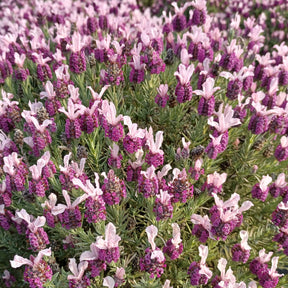 Lavande papillon MAGICAL® POSY PINK - Lavandula stoechas magical® posy pink 'kolmapopi' - Willemse