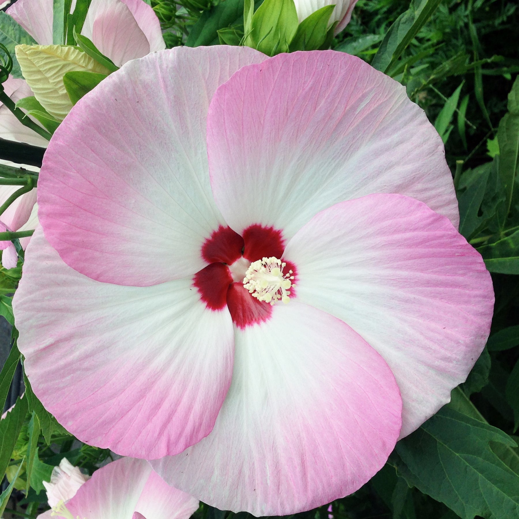 Hibiscus Fujin® - Hibiscus fujin® 'akata204’ - Arbustes