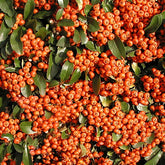 Buisson ardent Saphyr® Orange Cadange - Pyracantha - Willemse