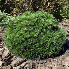 Pin nain Pierrick Brégeon - Pinus nigra Pierrick Brégeon - Willemse