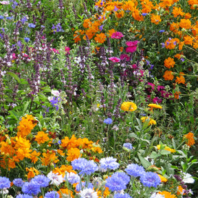 3 Fleurs mellifères et papillons variés en mélange - Mélange mellifère et papillon varié - Plantes