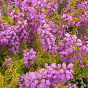 Bruyère cendrée Golden Sport - Erica cinerea golden sport - Plantes