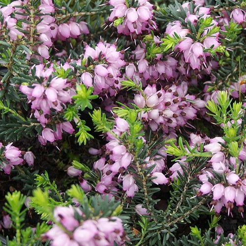 Bruyère d'hiver Aurélie Bregeon - Erica darleyensis aurelie bregeon - Plantes vivaces