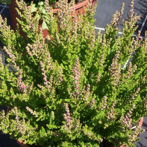 Bruyère d'été Dark Star Callune Dark Star - Calluna vulgaris dark star - Plantes