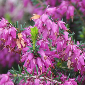 Bruyère des neiges Rosalie - Erica carnea rosalie - Plantes