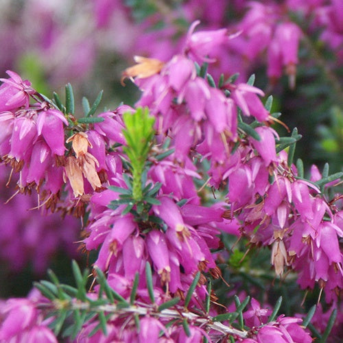 Bruyère des neiges Rosalie - Erica carnea rosalie - Plantes