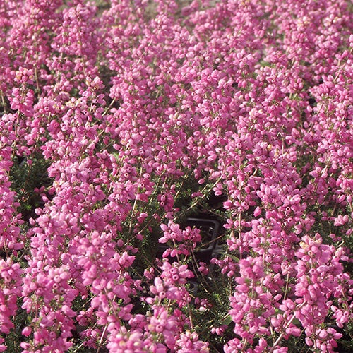 Bruyère cendrée Rosita - Erica cinerea rosita - Plantes vivaces