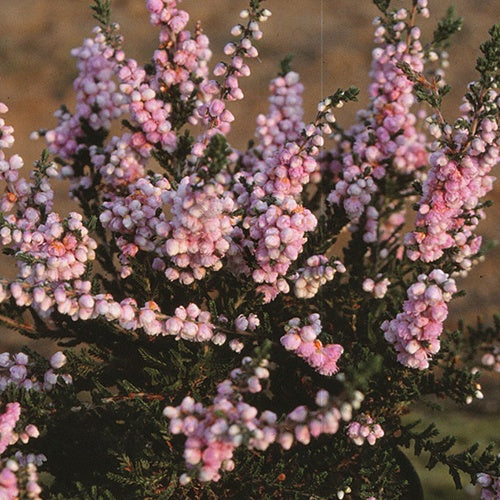 Bruyère d'été Elsie Purnell - Calluna vulgaris elsie purnell - Plantes