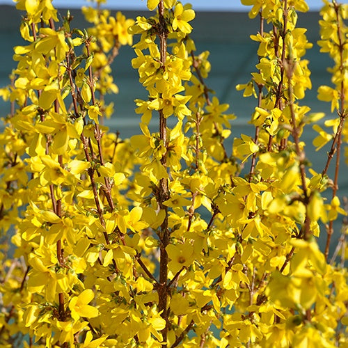 Forsythia Week End® Courtalyn - Forsythia intermedia week end ® courtalyn - Plantes