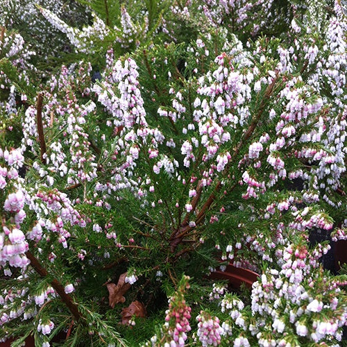 Bruyère arborescente Great Star® Le Vasterival - Erica arborea great star® 'le vasterival' - Plantes