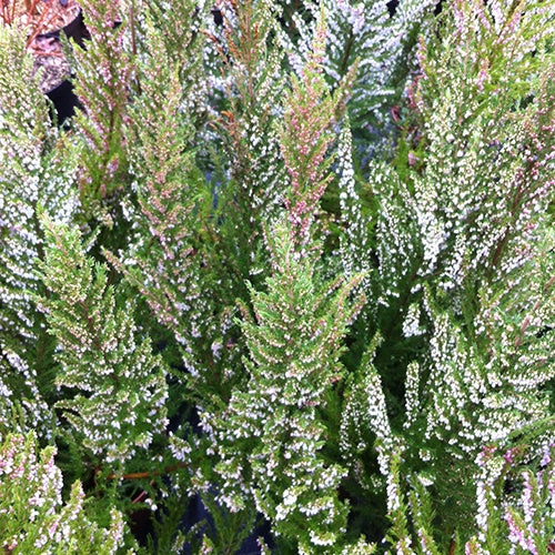 Bruyère arborescente Great Star® Le Vasterival - Erica arborea great star® 'le vasterival' - Plantes vivaces