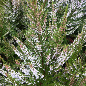 Bruyère arborescente Great Star® Le Vasterival - Erica arborea great star® 'le vasterival' - Bruyères