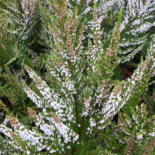 Bruyère arborescente Great Star® Le Vasterival - Erica arborea great star® 'le vasterival' - Bruyères