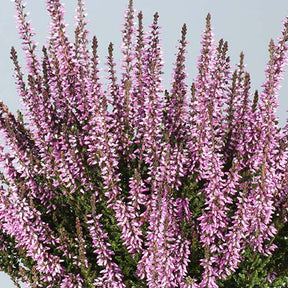 Bruyère d'été Hilda - Calluna vulgaris hilda - Plantes