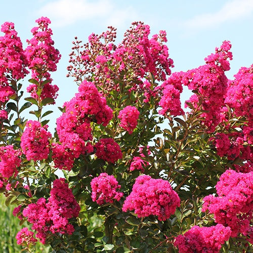 Lilas des Indes Lilas d'été Fuchsia® Indyfus - Lagerstroemia indica fuchsia d'été ® indyfus - Plantes