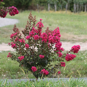 Lilas des Indes Lilas d'été Fuchsia® Indyfus - Lagerstroemia indica fuchsia d'été ® indyfus - Arbustes