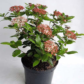 Viorne tin Gwenllian - Viburnum tinus Gwenllian - Willemse