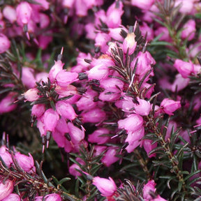 Bruyère d'hiver Kramer's Rote - Erica darleyensis kramer's rote - Plantes vivaces