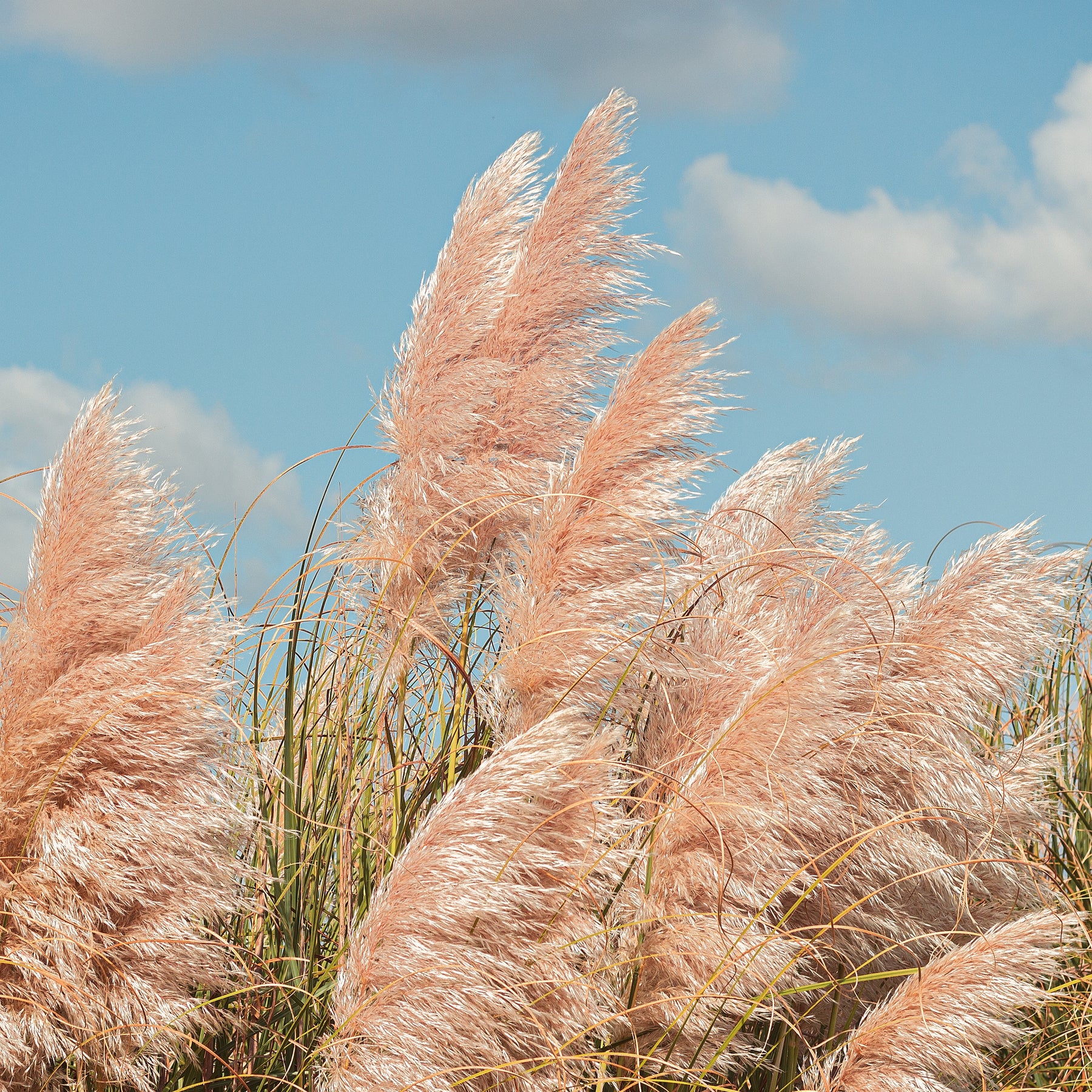 Cortaderia selloana rendatleri - Herbe de la pampa rose - Herbe de la Pampa