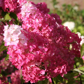 Hortensia paniculé Fraise Melba® Renba - Hydrangea paniculata fraise melba ® ‘renba’