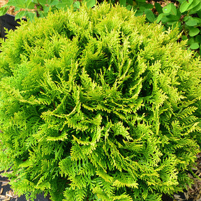 Thuya du Canada Mirjam - Thuja occidentalis Mirjam - Arbustes de haie