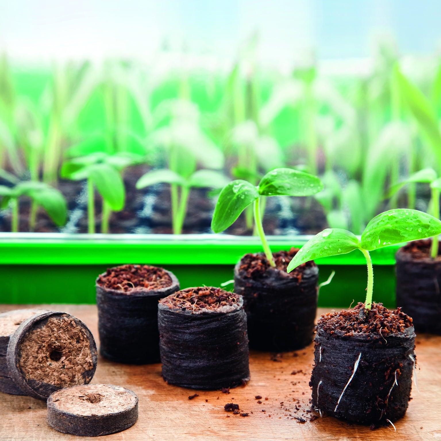 Pastilles en coco déshydraté - Plantes