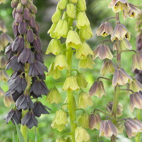 Fritillaire de Perse - Fritillaria persica - Willemse