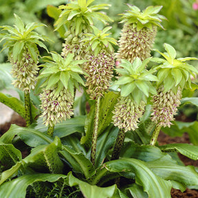 3 Fleurs ananas bicolore - Eucomis bicolor - Bulbes à fleurs