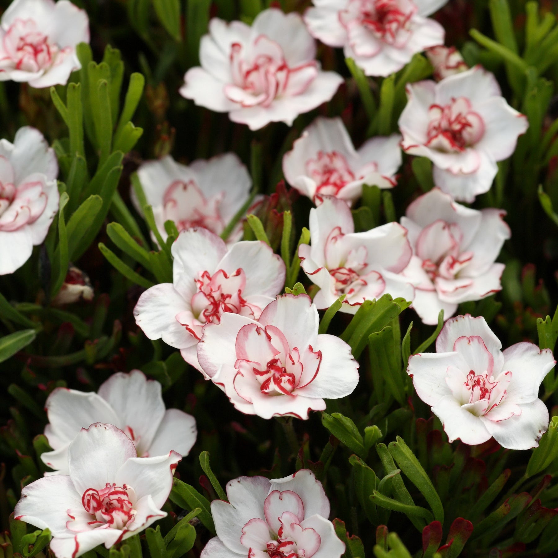 5 Oxalis Double Pink Wonder - Willemse