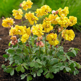 5 Oxalis Double Trouble - Oxalis double trouble - Plantes