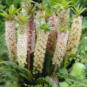 3 Fleurs ananas - Eucomis comosa - Plantes