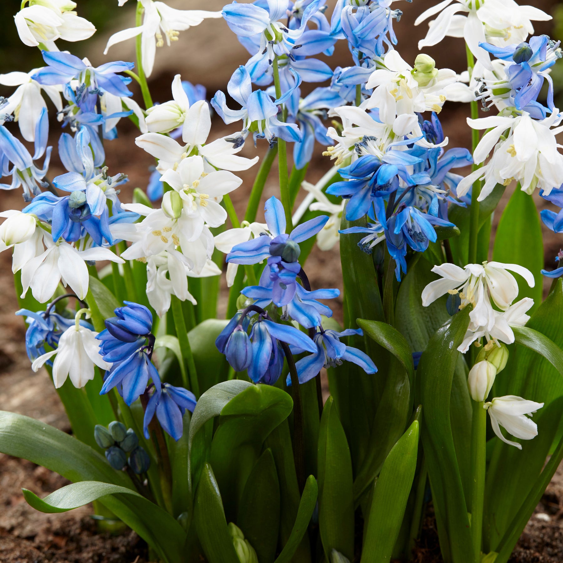 Scille de Sibérie - Scilla - Scilla siberica