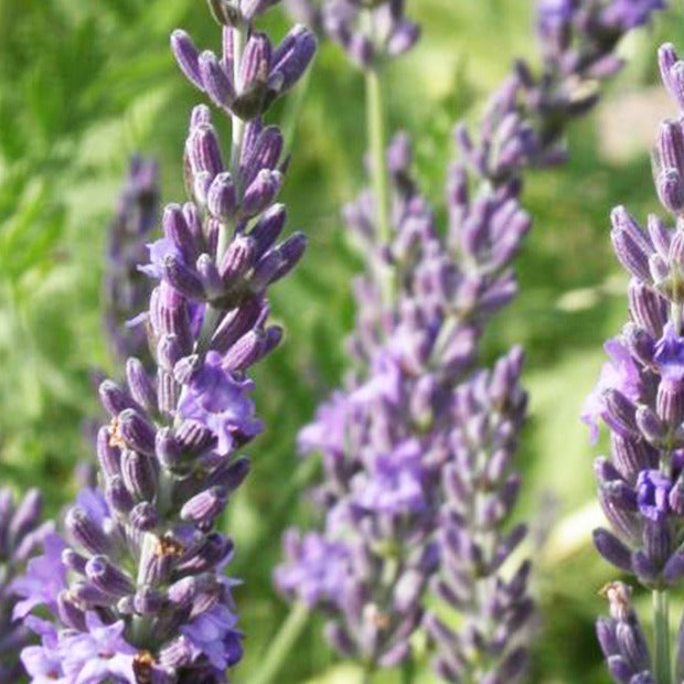 Lavande de Grasse - Lavandula angustifolia Grosso