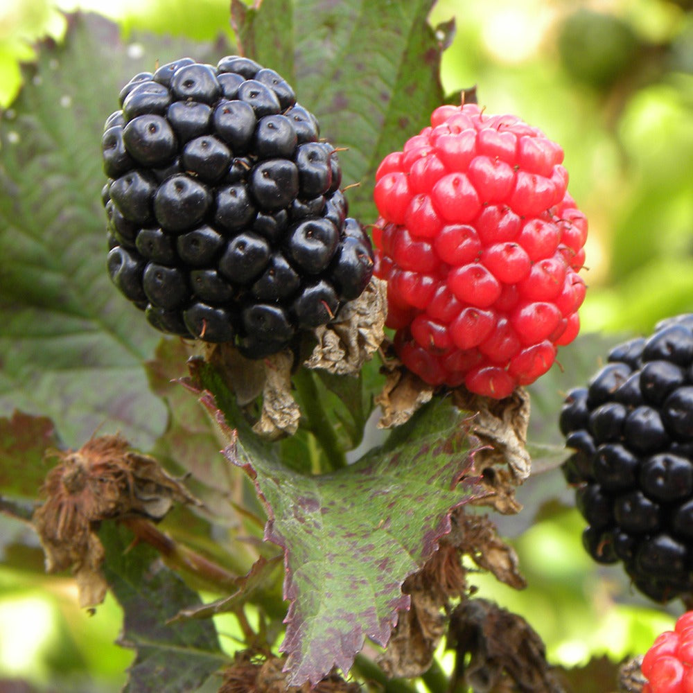 Mûrier Reuben - Rubus fruticosus reuben® - Fruitiers Arbres et arbustes