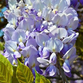 Glycine de Chine Caroline - Wisteria sinensis 'caroline' - Glycines