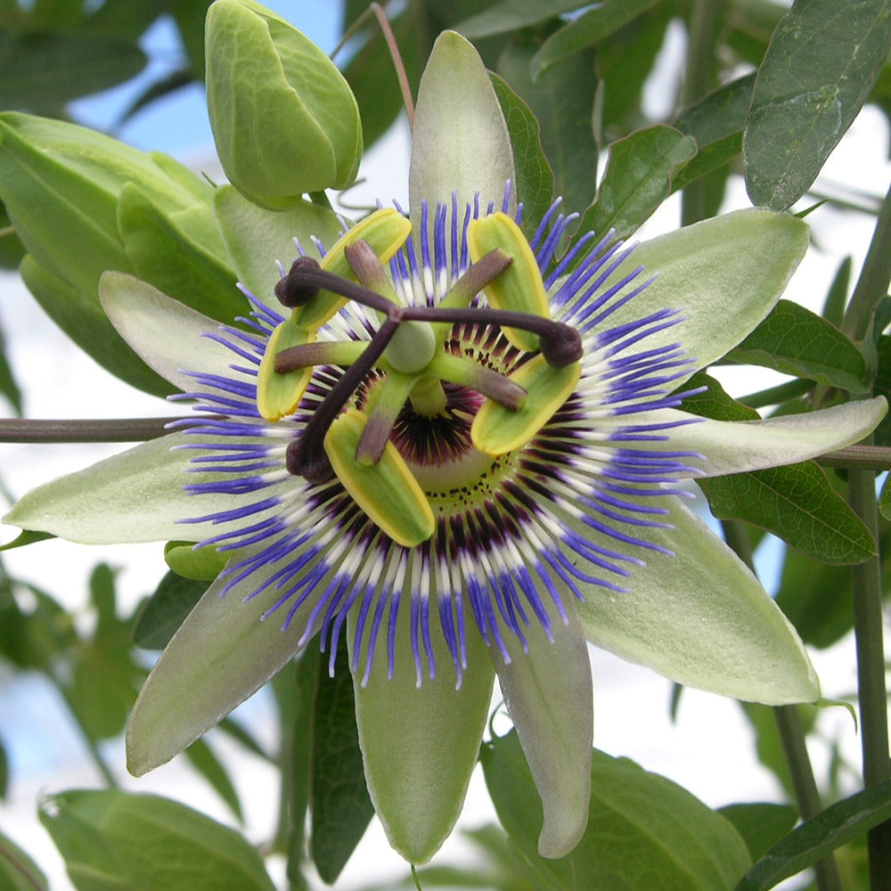 Passiflore bleue - Passiflora caerulea