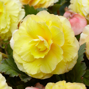 5 Bégonias doubles jaunes - Begonia superba - Bulbes à fleurs