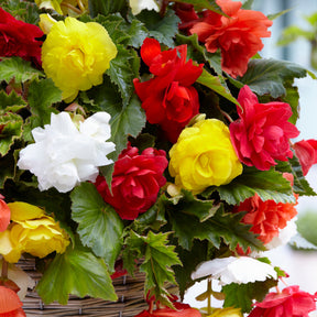 20 Bégonias retombants à grosses fleurs en mélange - Begonia - Bulbes à fleurs