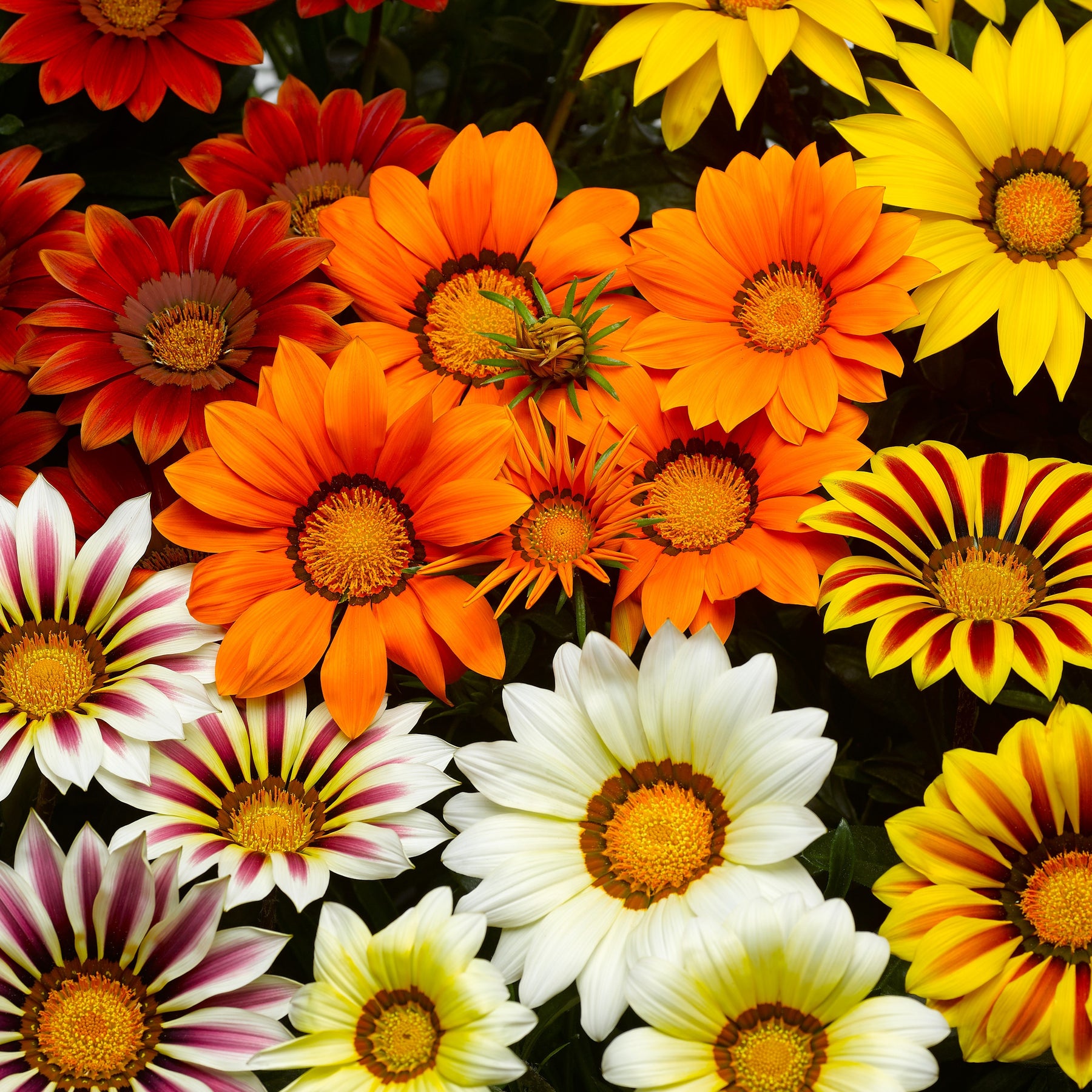 3 Gazanias en mélange - Willemse