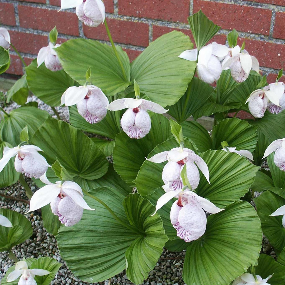 Cypripède de Formose - Cypripedium formosanum - Plantes