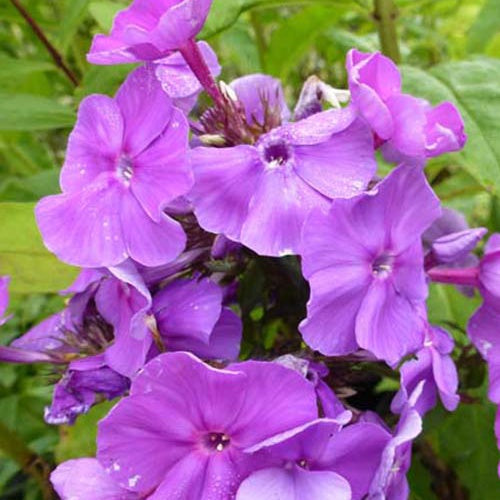 Phlox paniculata Amethyst - Phlox paniculata amethyst - Plantes vivaces